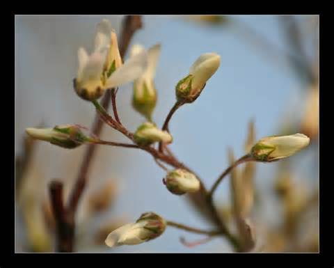 trees in bud