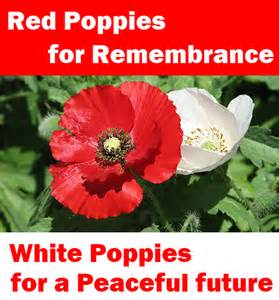 white and red poppies