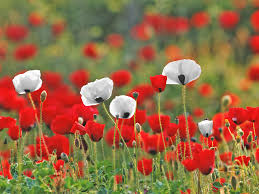 poppies