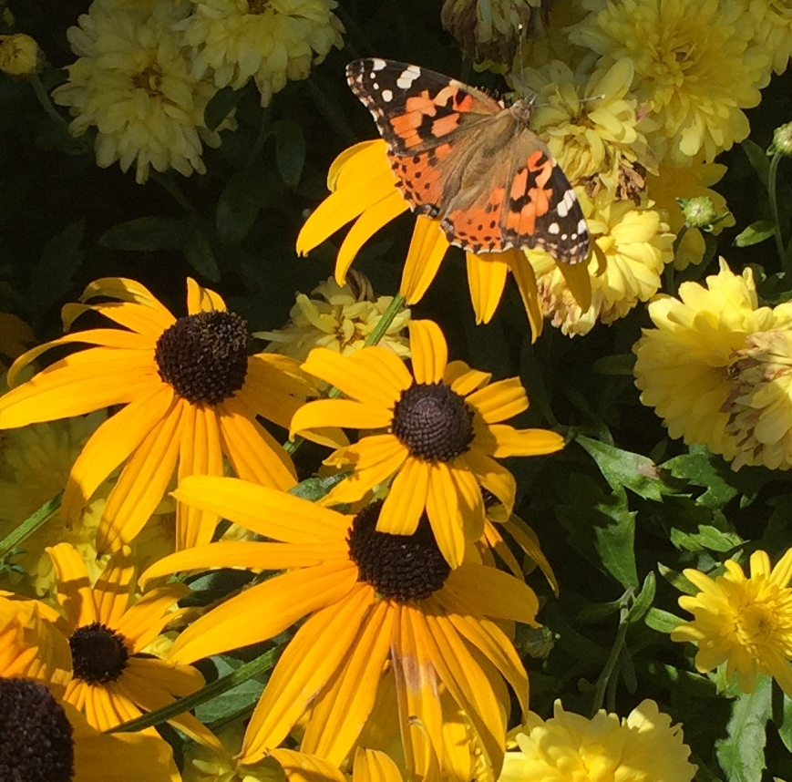 Butterfly Garden 2019